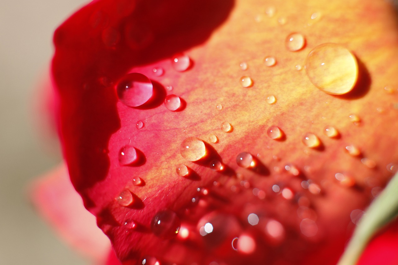 rosa  love  drop free photo