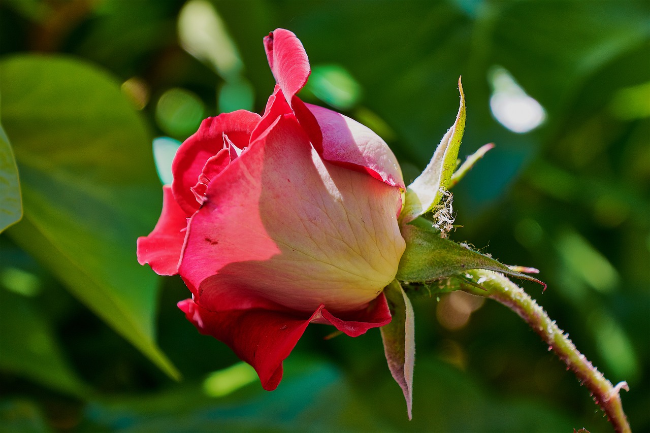 rosa  garden  roses free photo