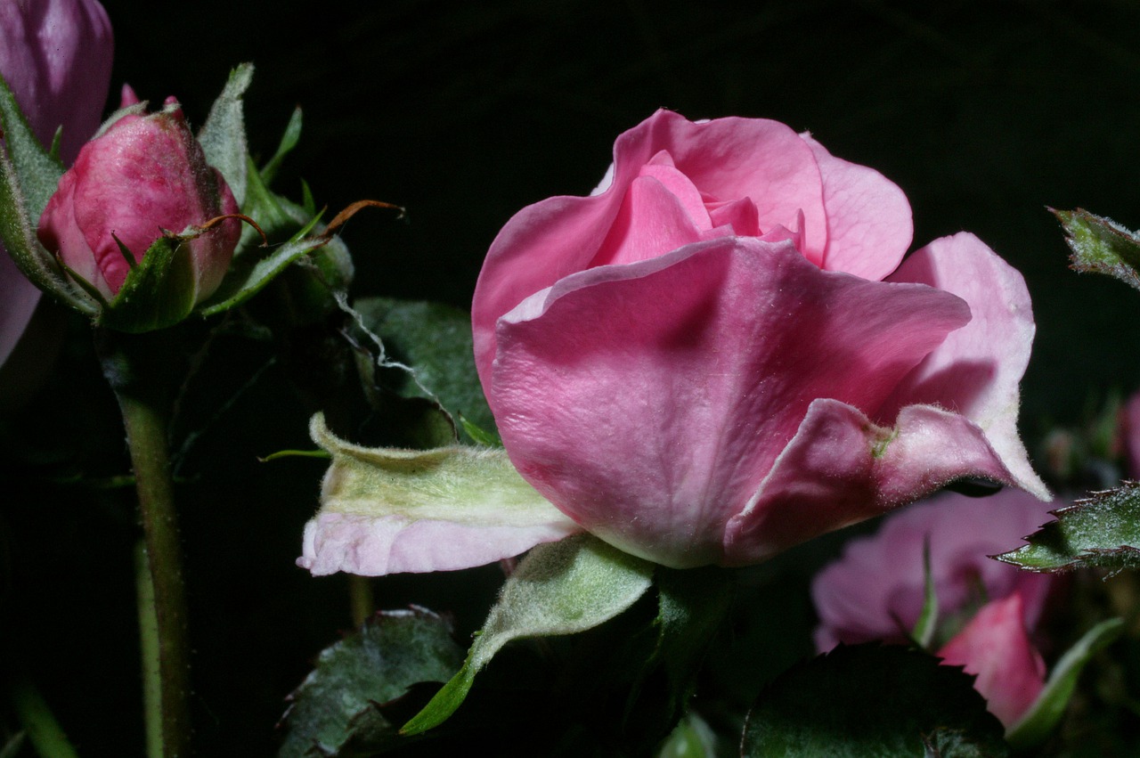 rosa  love  romantic free photo