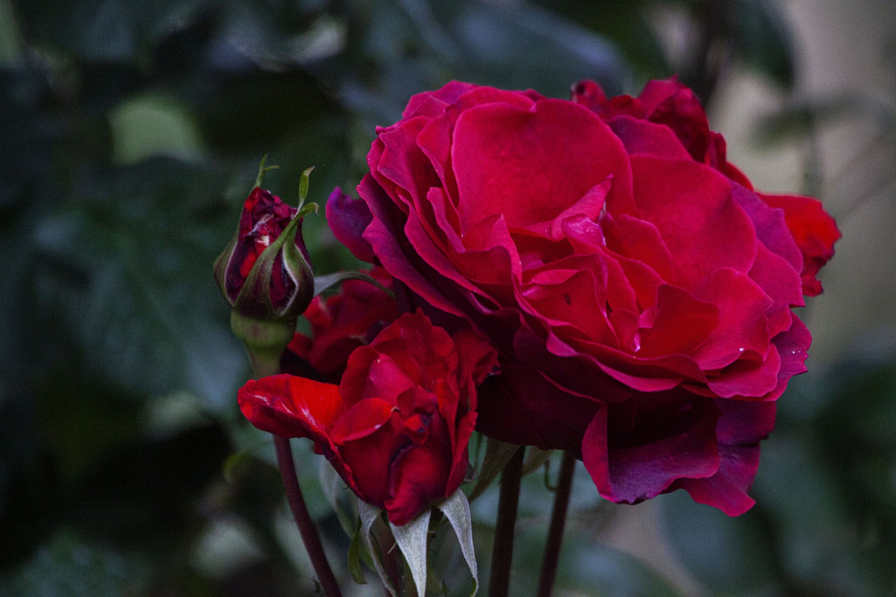 rosa  flower  nature free photo