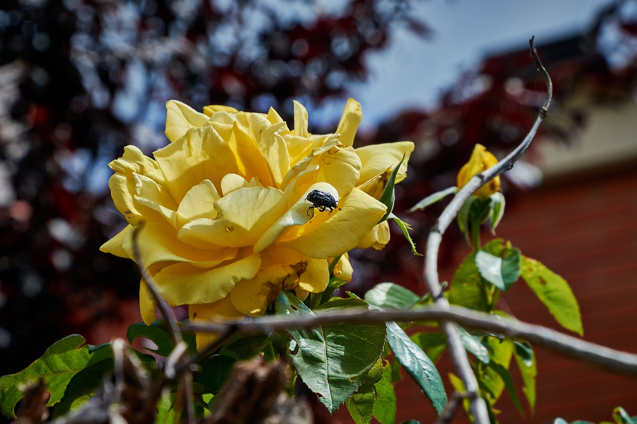 rosa  yellow  flower free photo