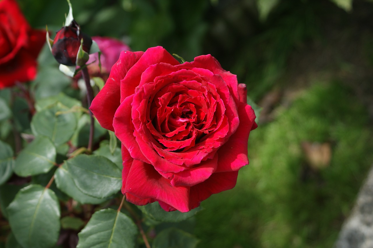 rosa flower red free photo