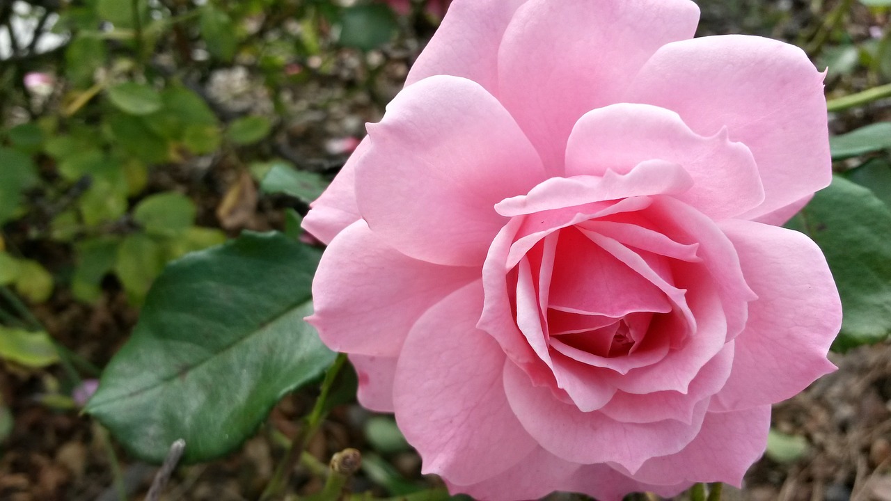 rosa flower pink free photo