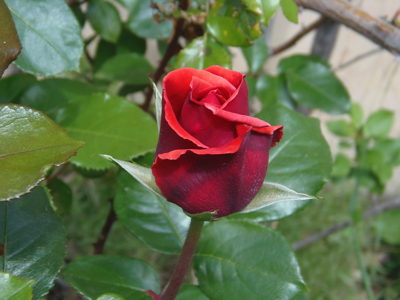 rosa red velvet free photo