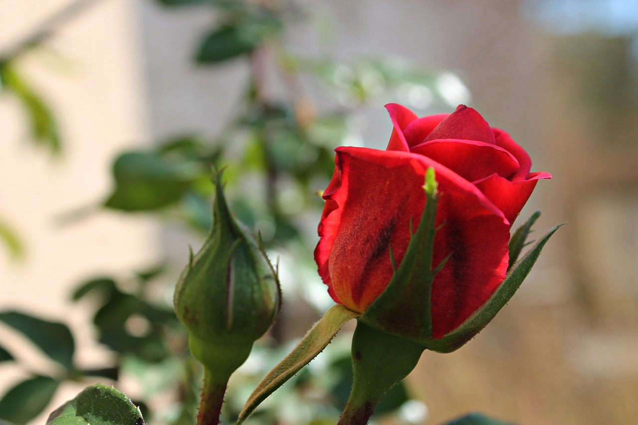 rosa red rose petals free photo