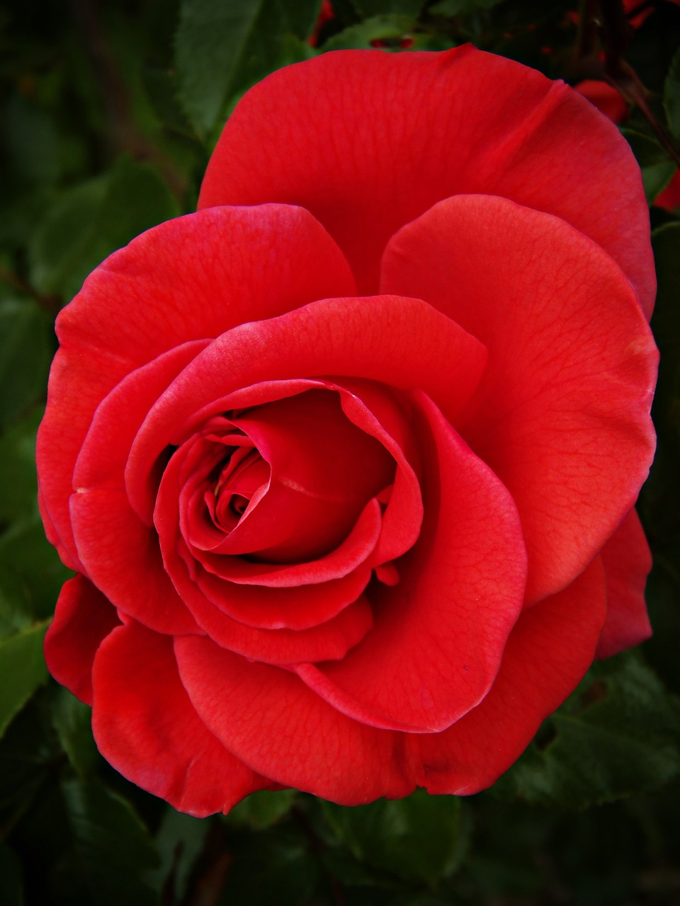 rosa red rose beauty free photo