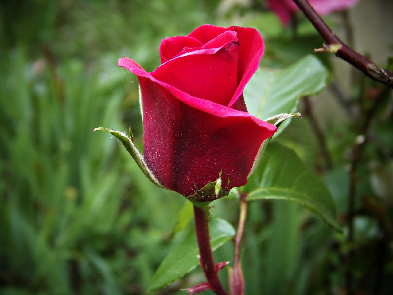 rosa red flower free photo