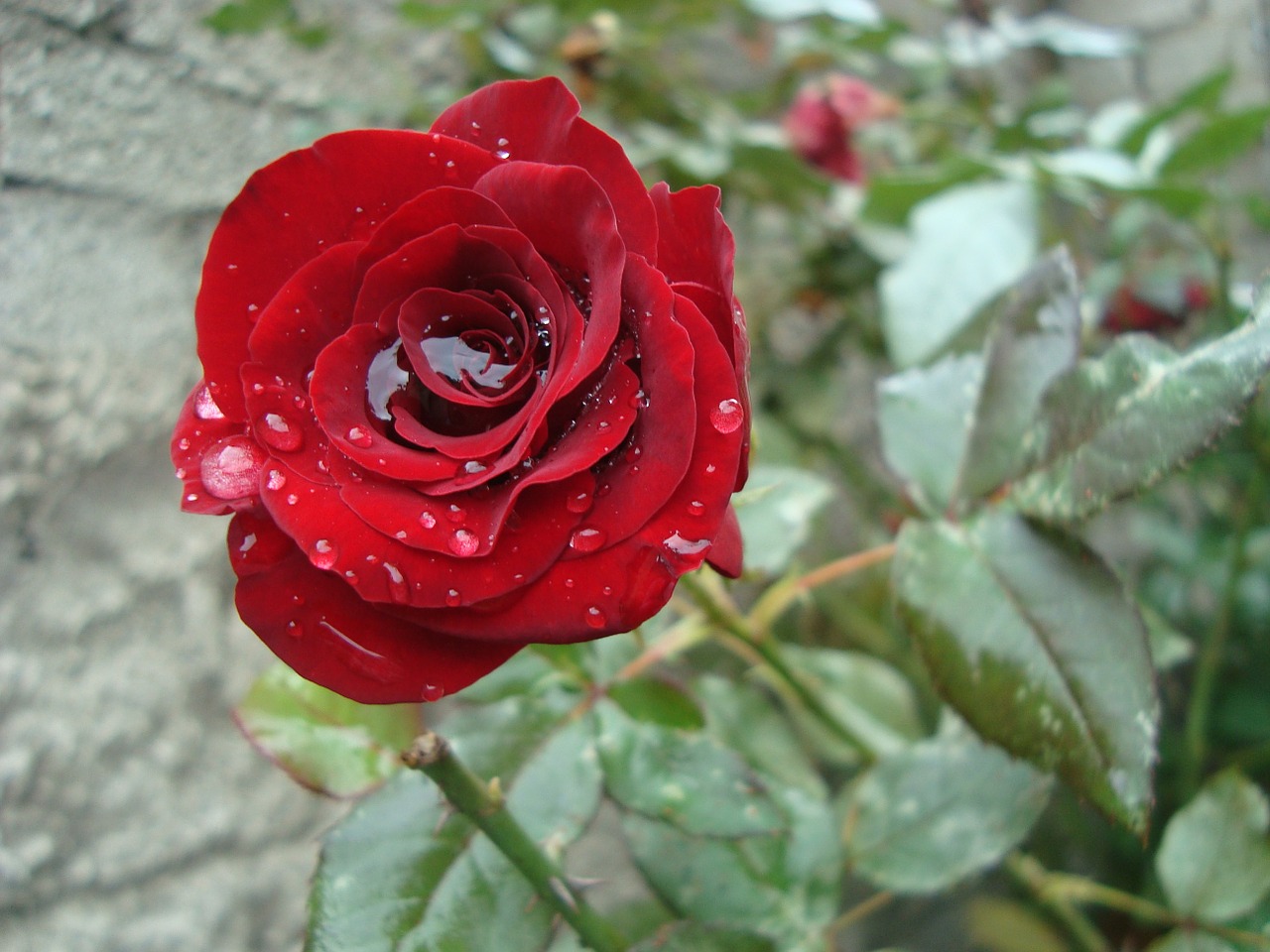 rosa red beautiful free photo