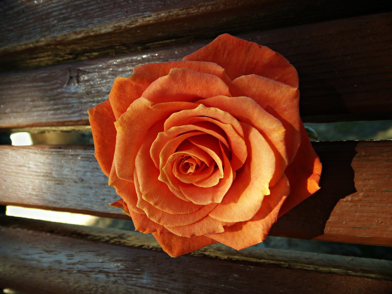 rosa orange reflection free photo