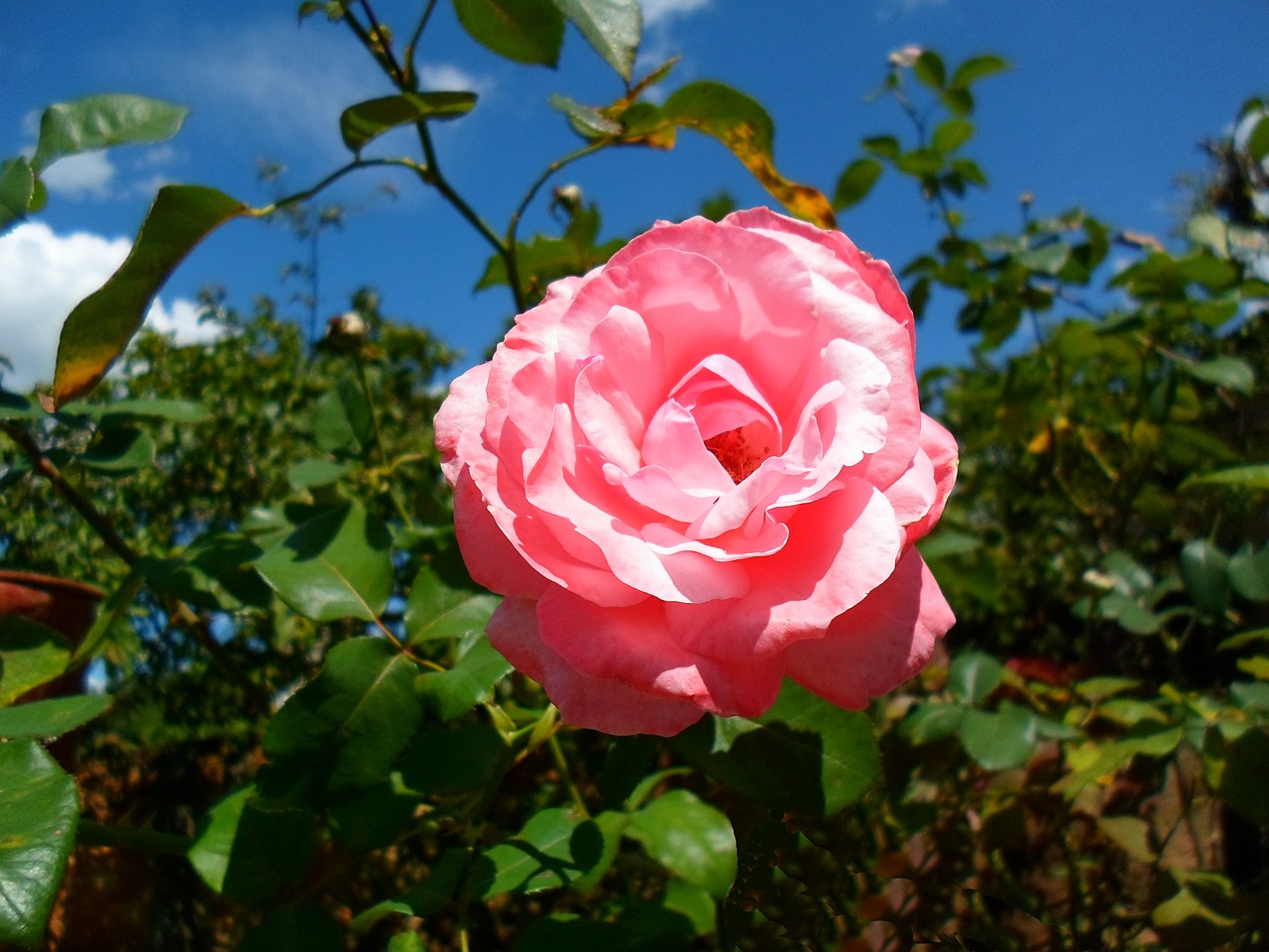 rosa flower landscape free photo