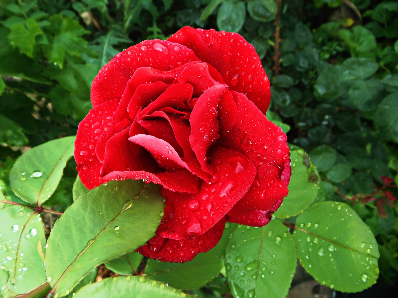 rosa red flower free photo