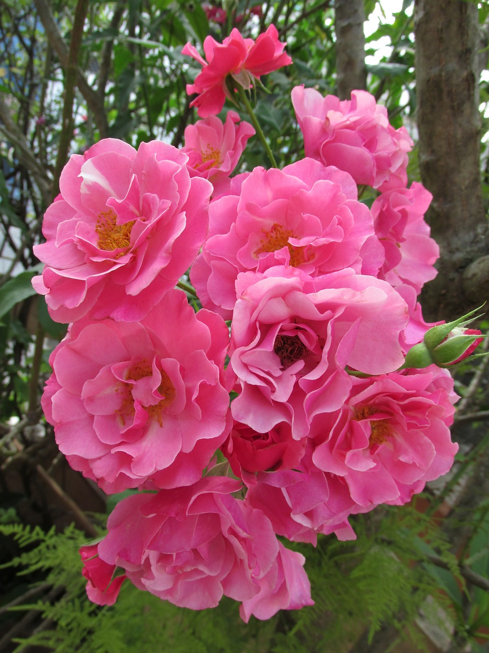 rosa garden flower free photo