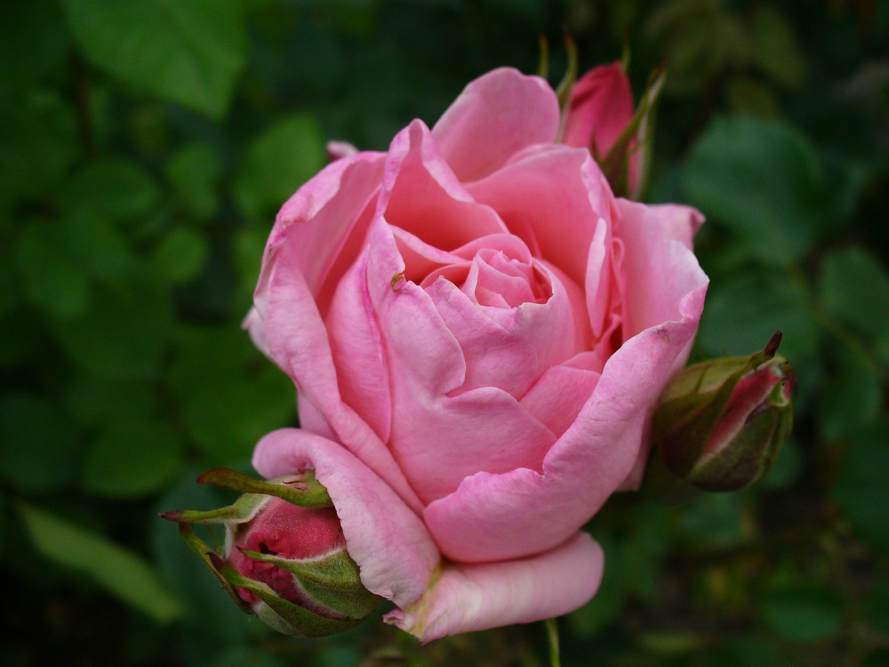 rosa flower rose free photo