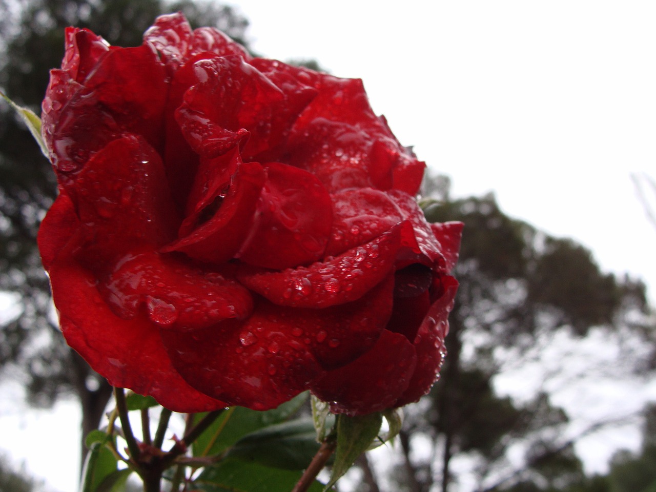 rosa flower nature free photo