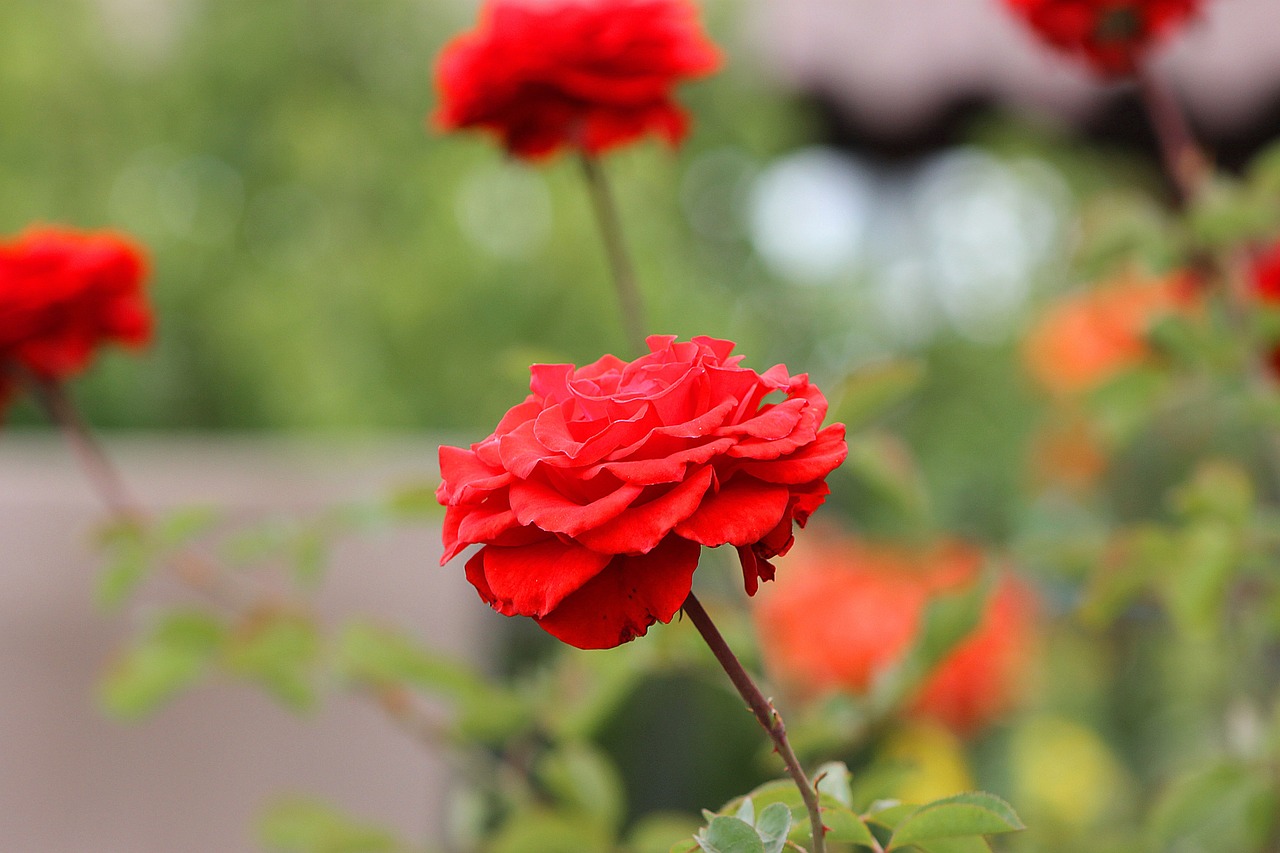 rosa red roses garden free photo