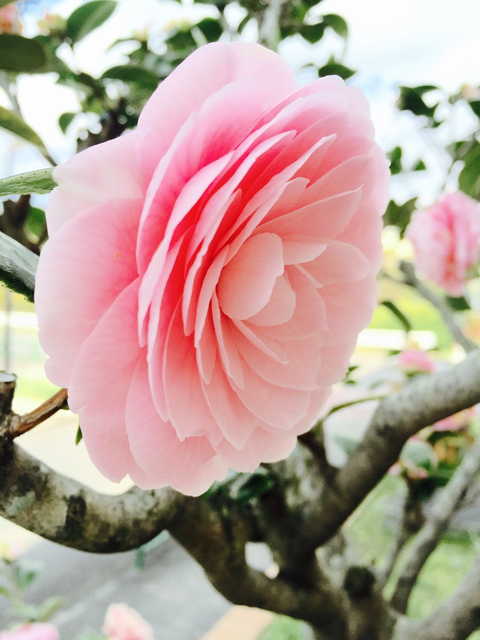 rosa nature flower free photo