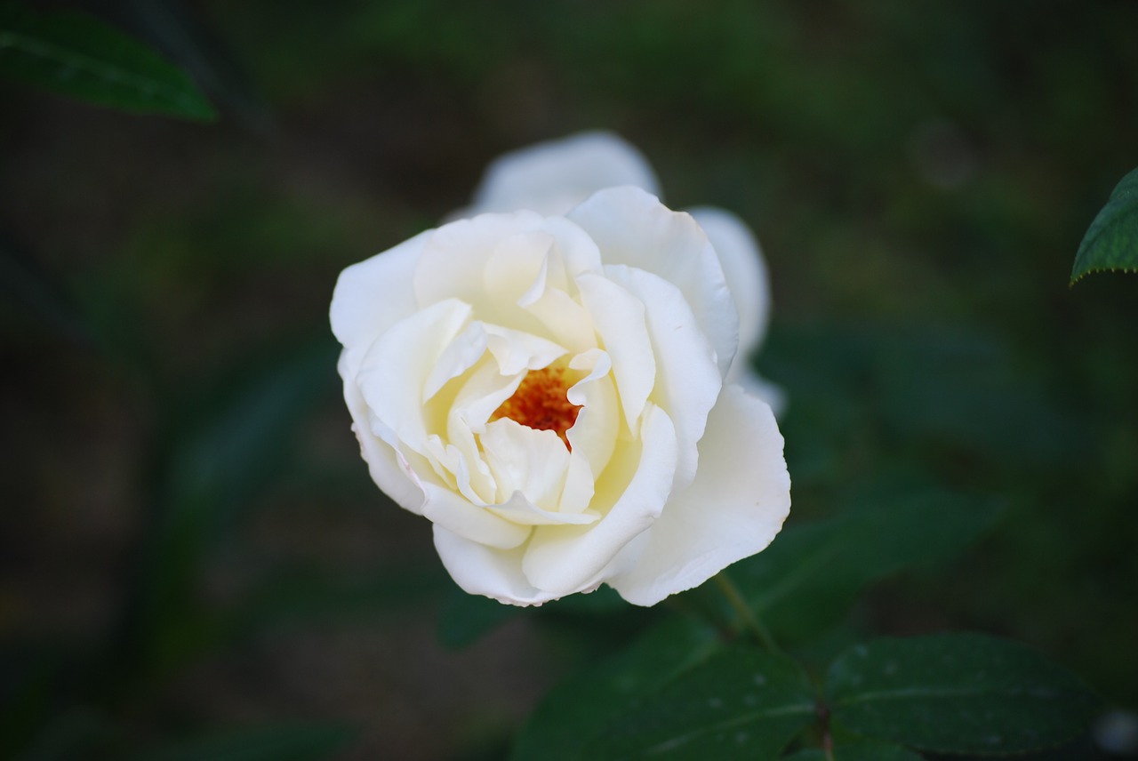 rosa bianca flowers free photo