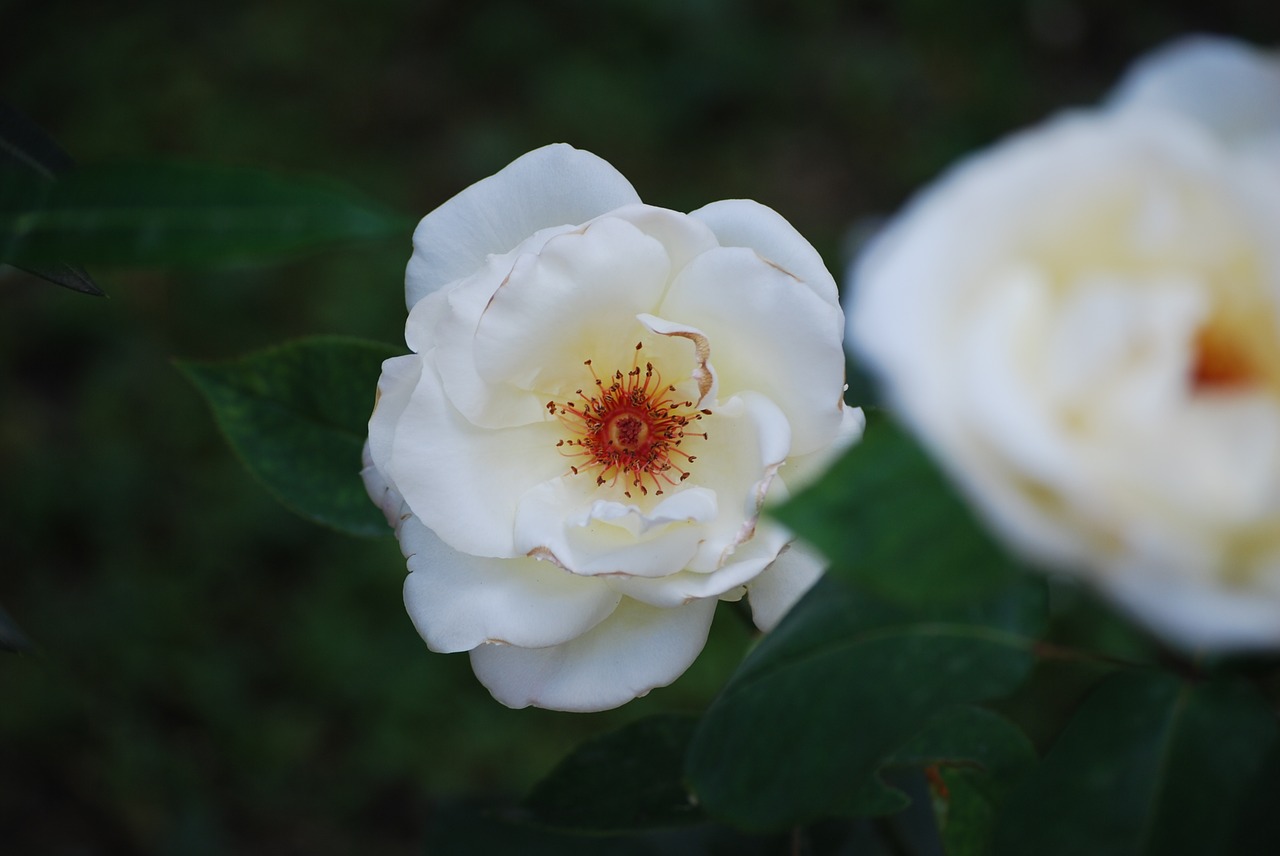 rosa bianca flowers free photo