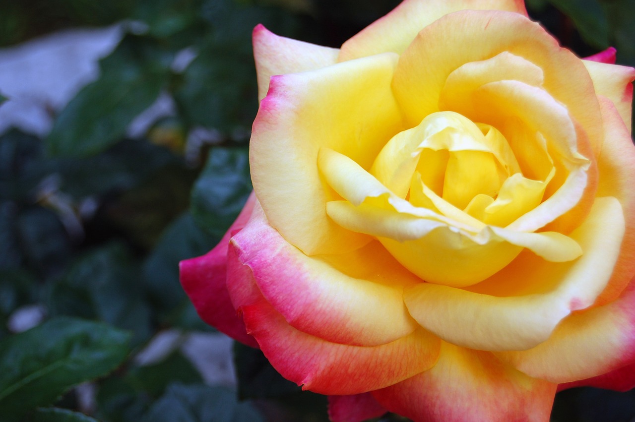 rosa flower yellow free photo