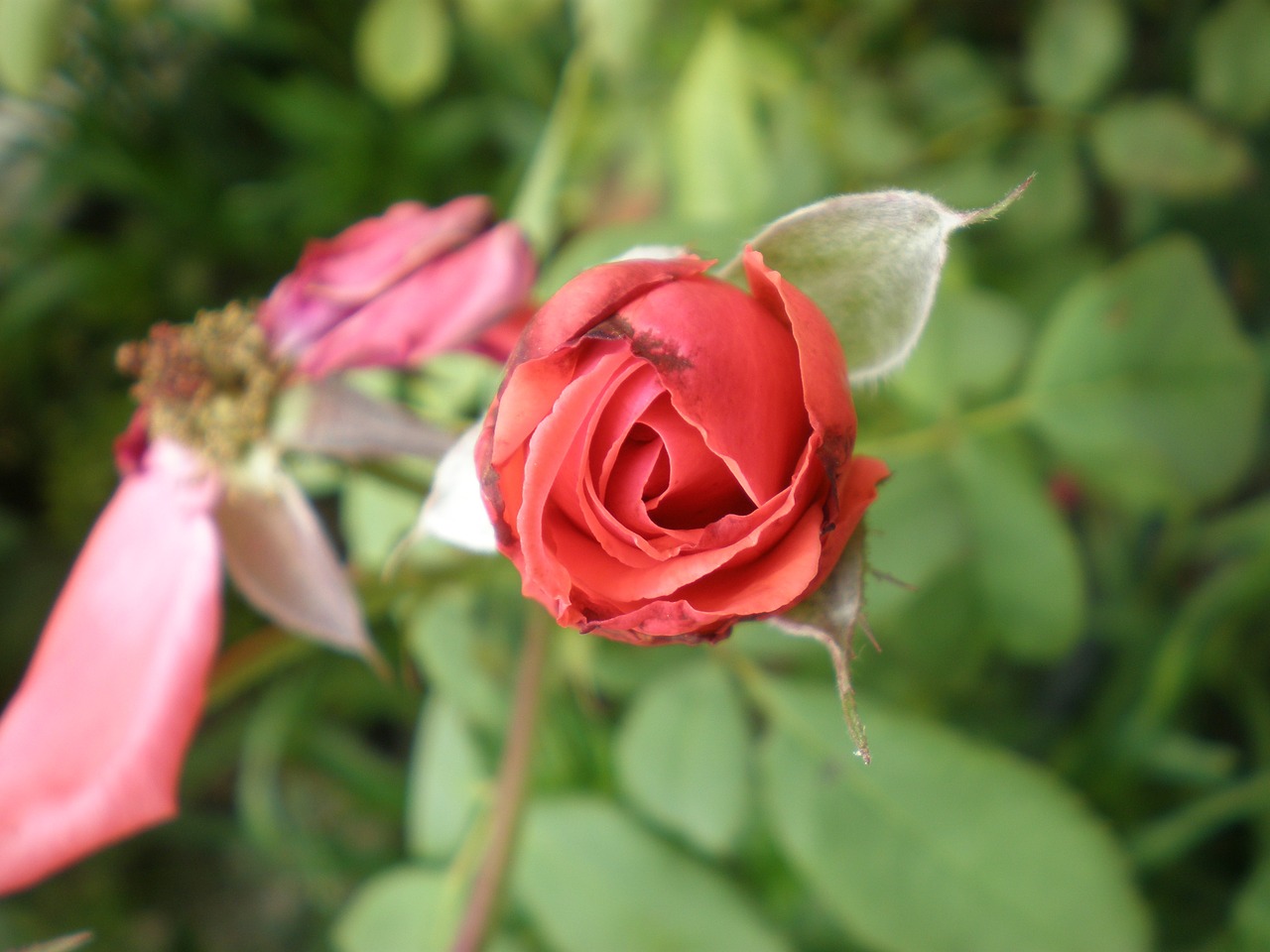 rosa red flower free photo