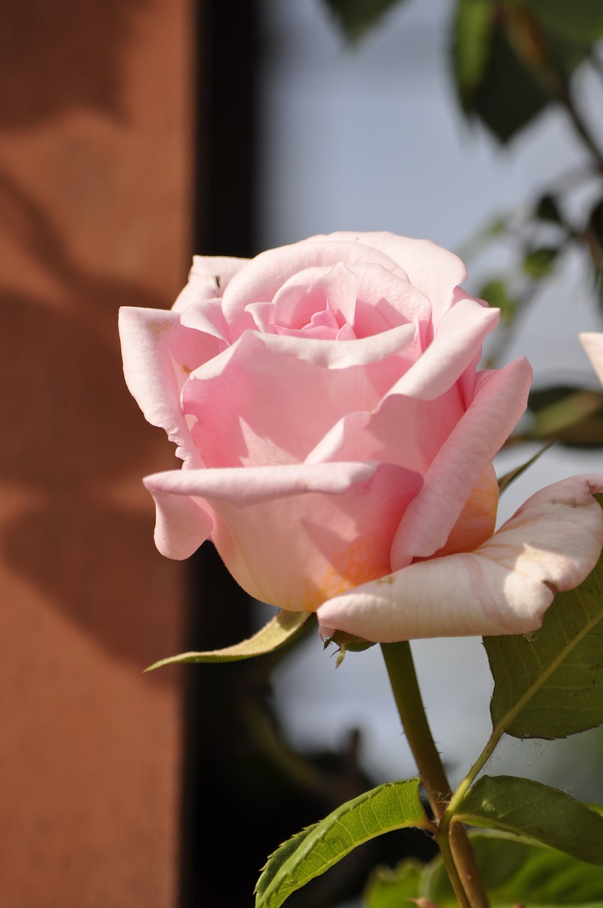 rosa pink flower free photo