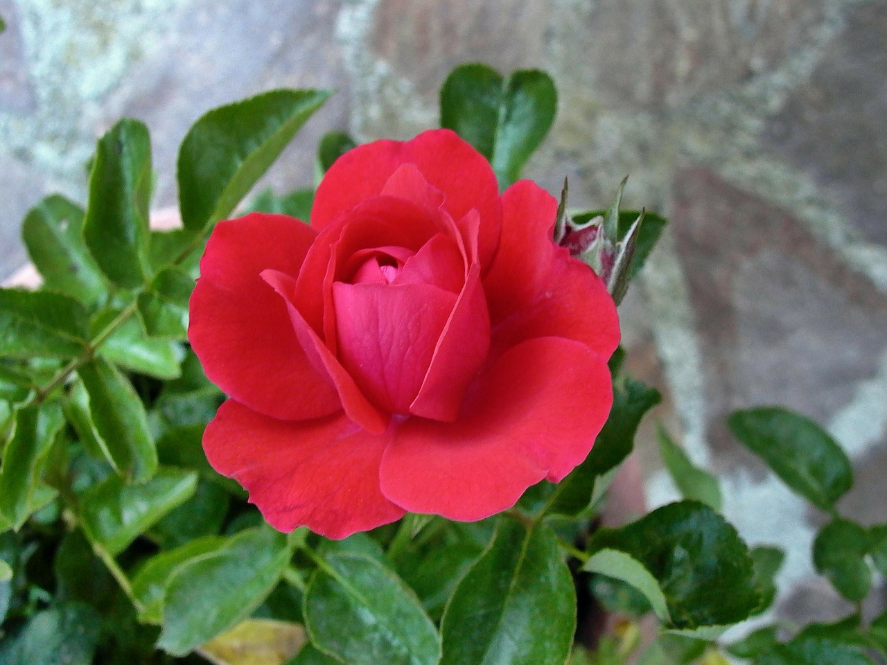 rosa rossa flower free photo