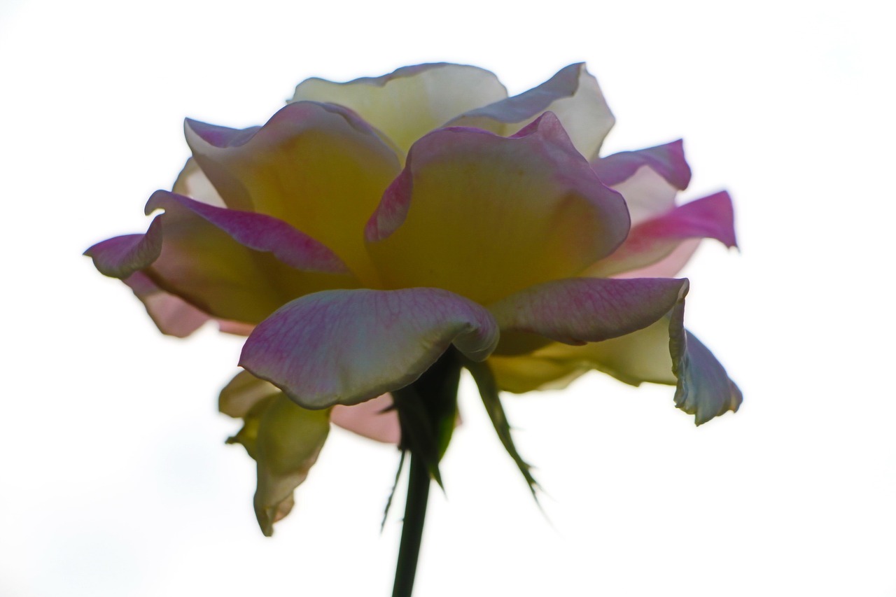rosa petals plant free photo
