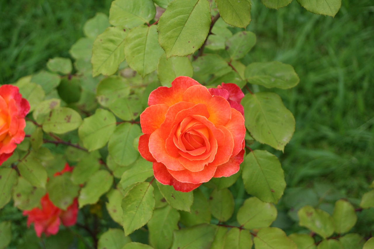 rosa red flower free photo