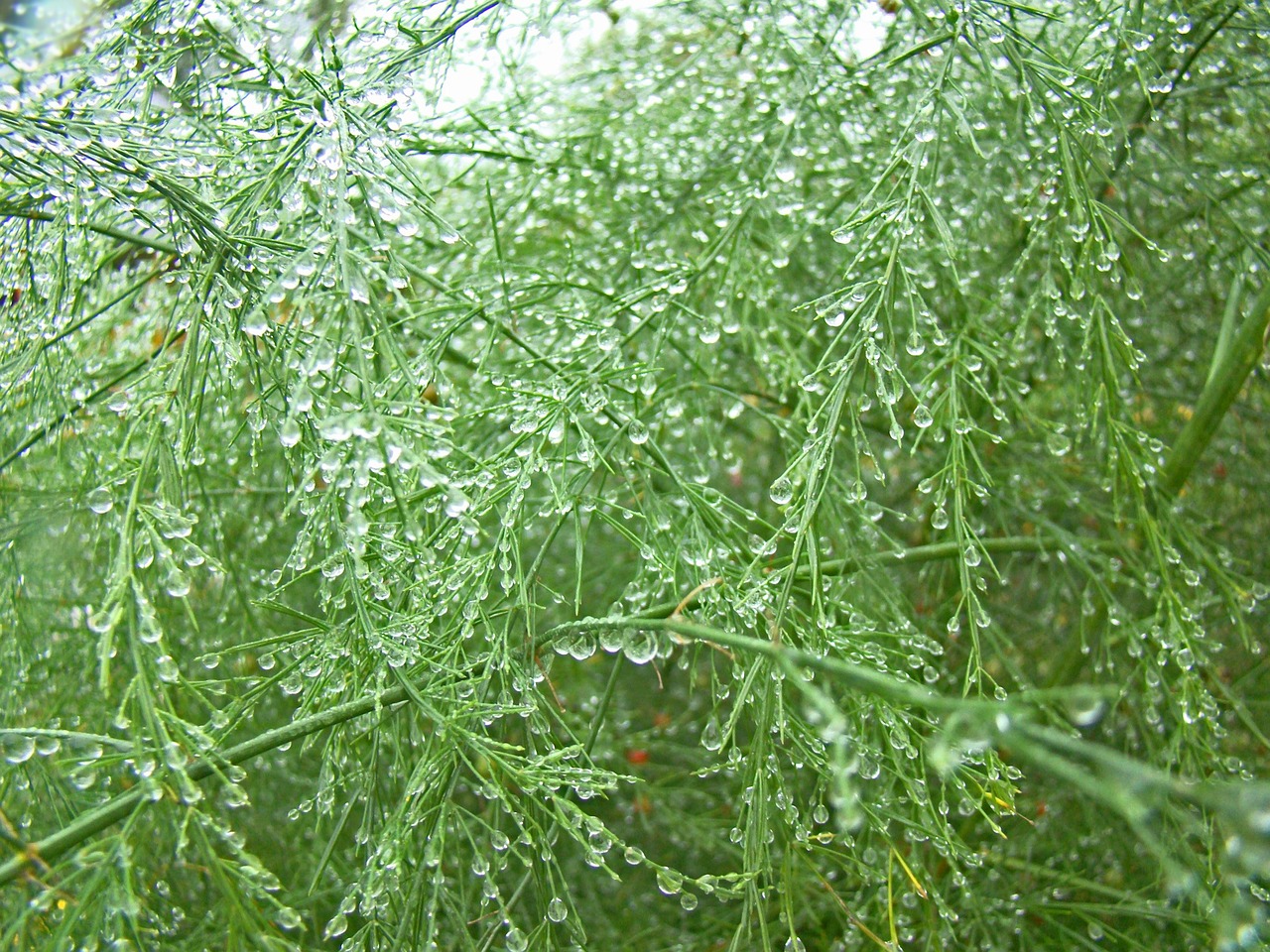 rosa drops of water wet free photo