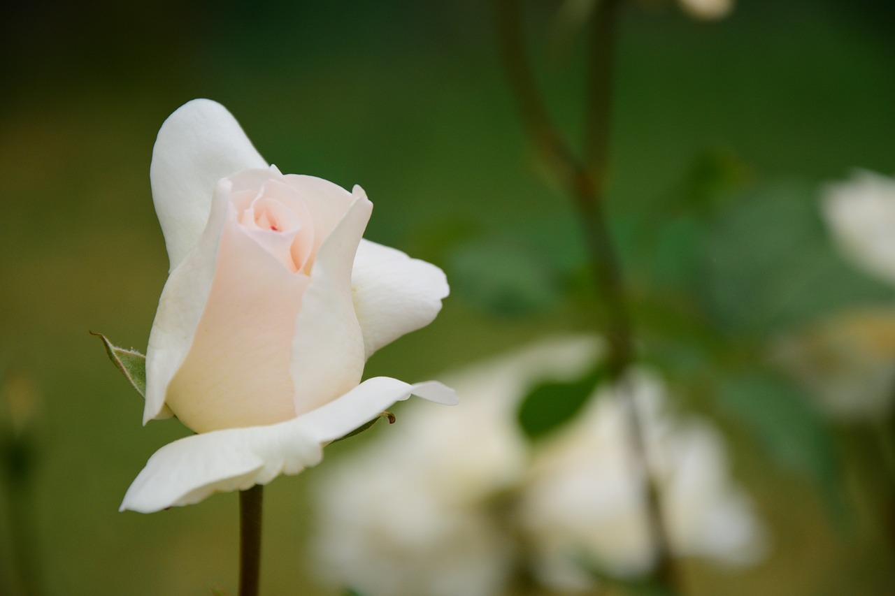 rosa flower blur free photo