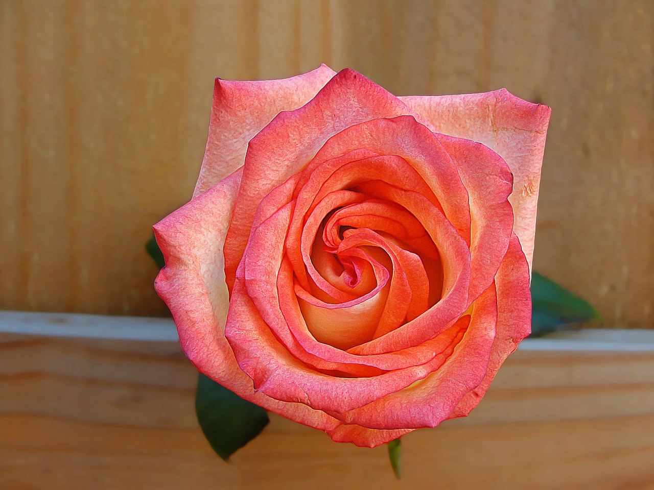 rosa flower pink free photo