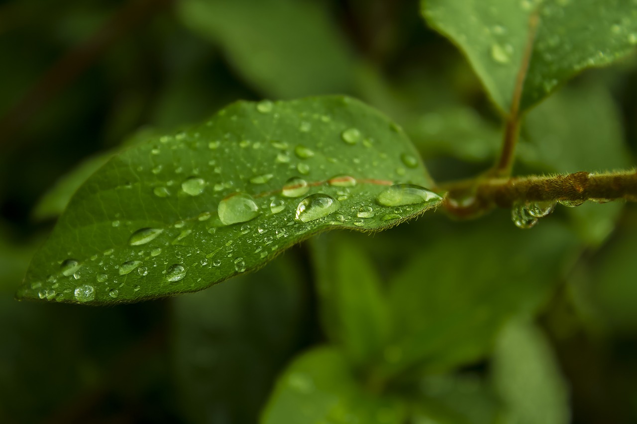 rosa leaves nature free photo