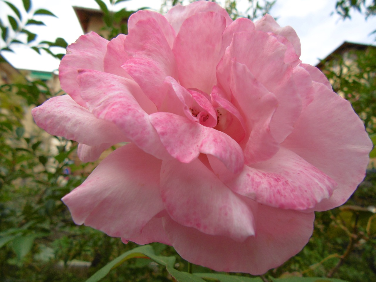 rosa pink rose flower free photo