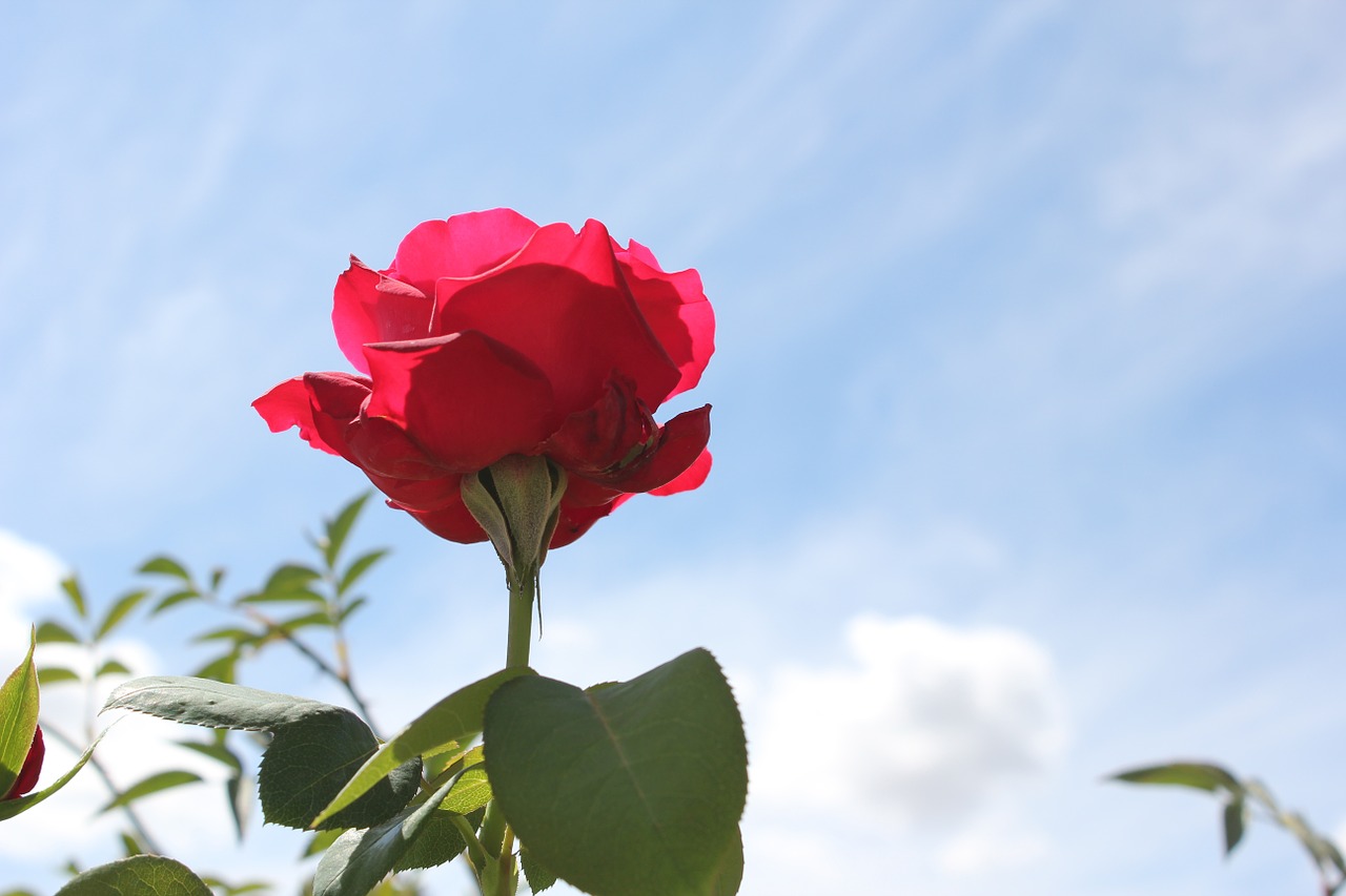 rosa flower spring free photo