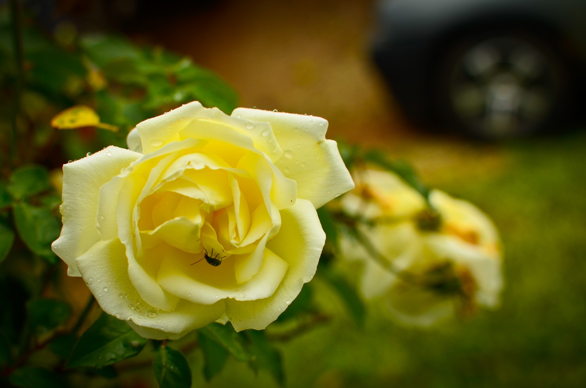 yellow rose yellow rose free photo