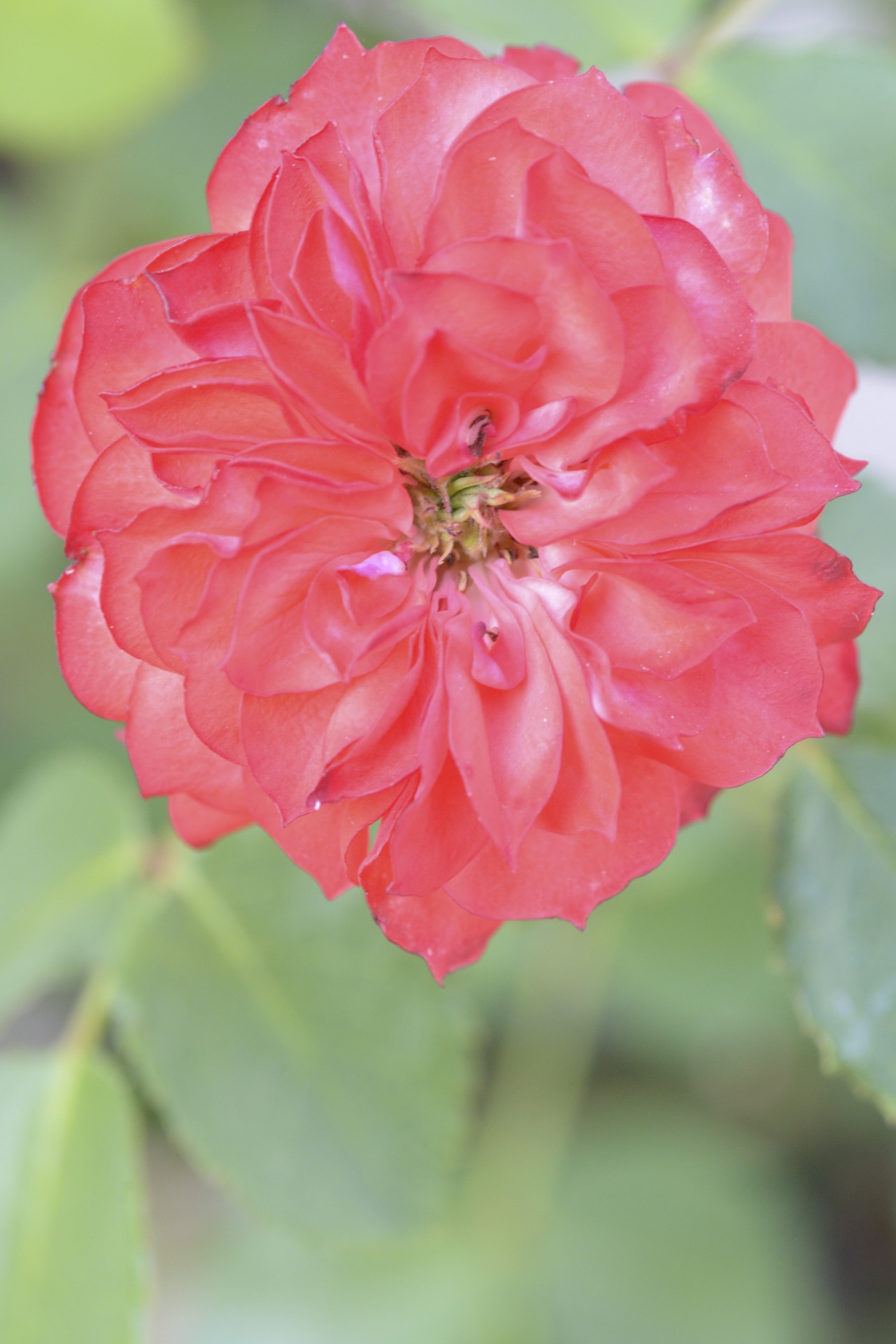 pink flower macro free photo