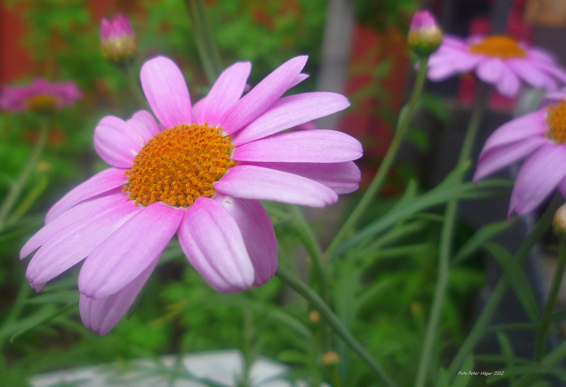 flower flowers pink free photo