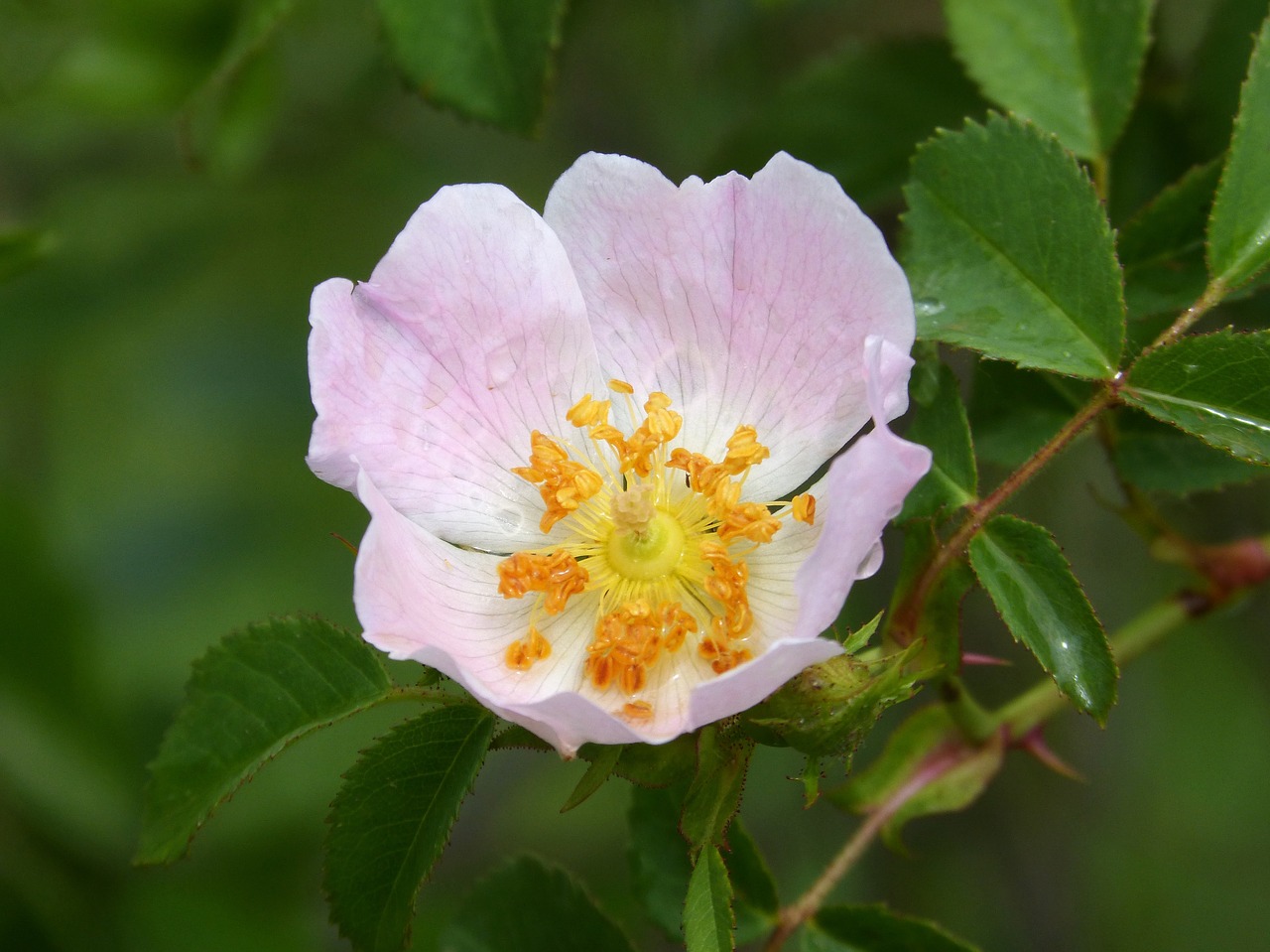 rosa canina wild rose flower free photo