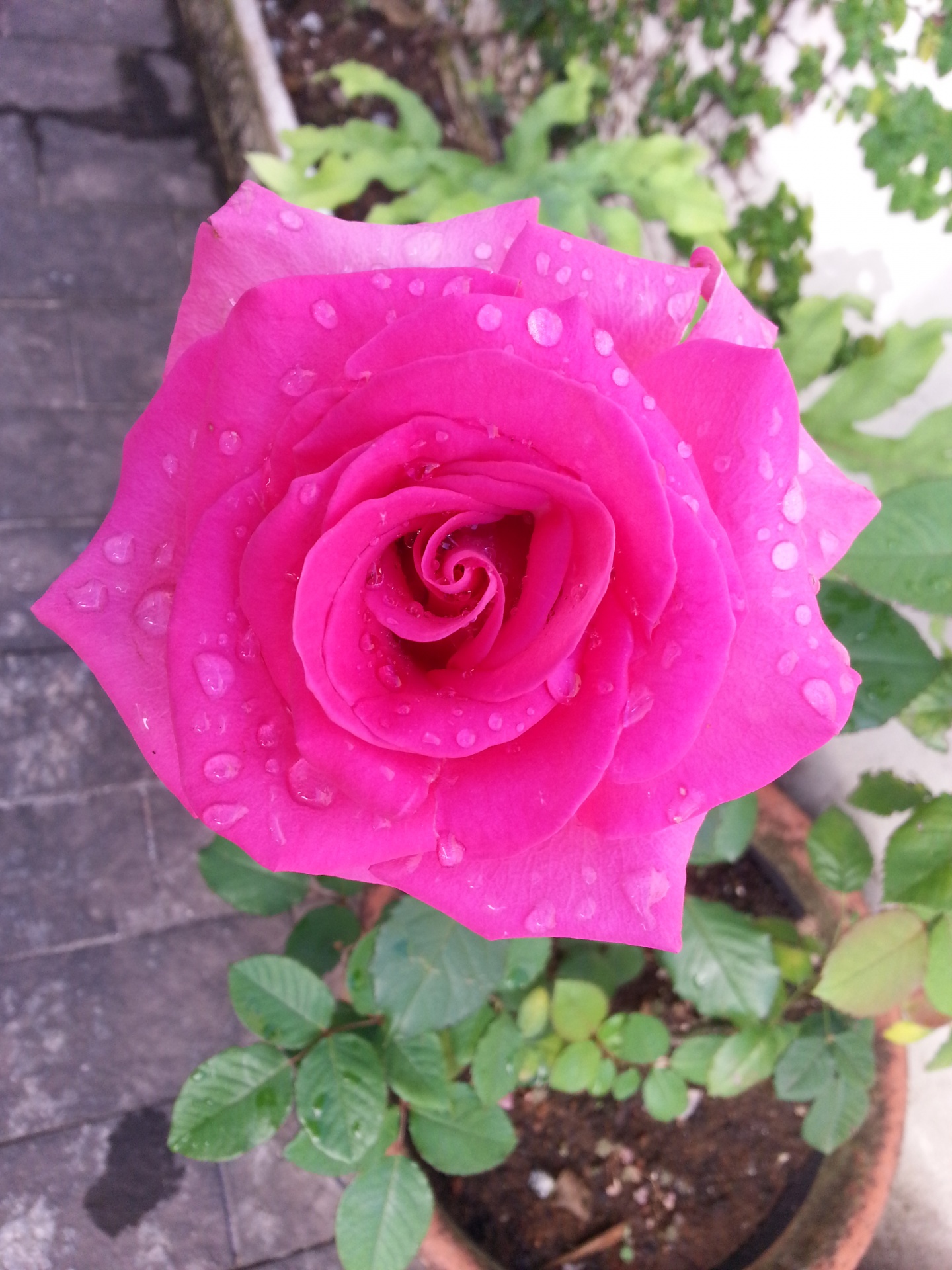 pink flower rose free photo