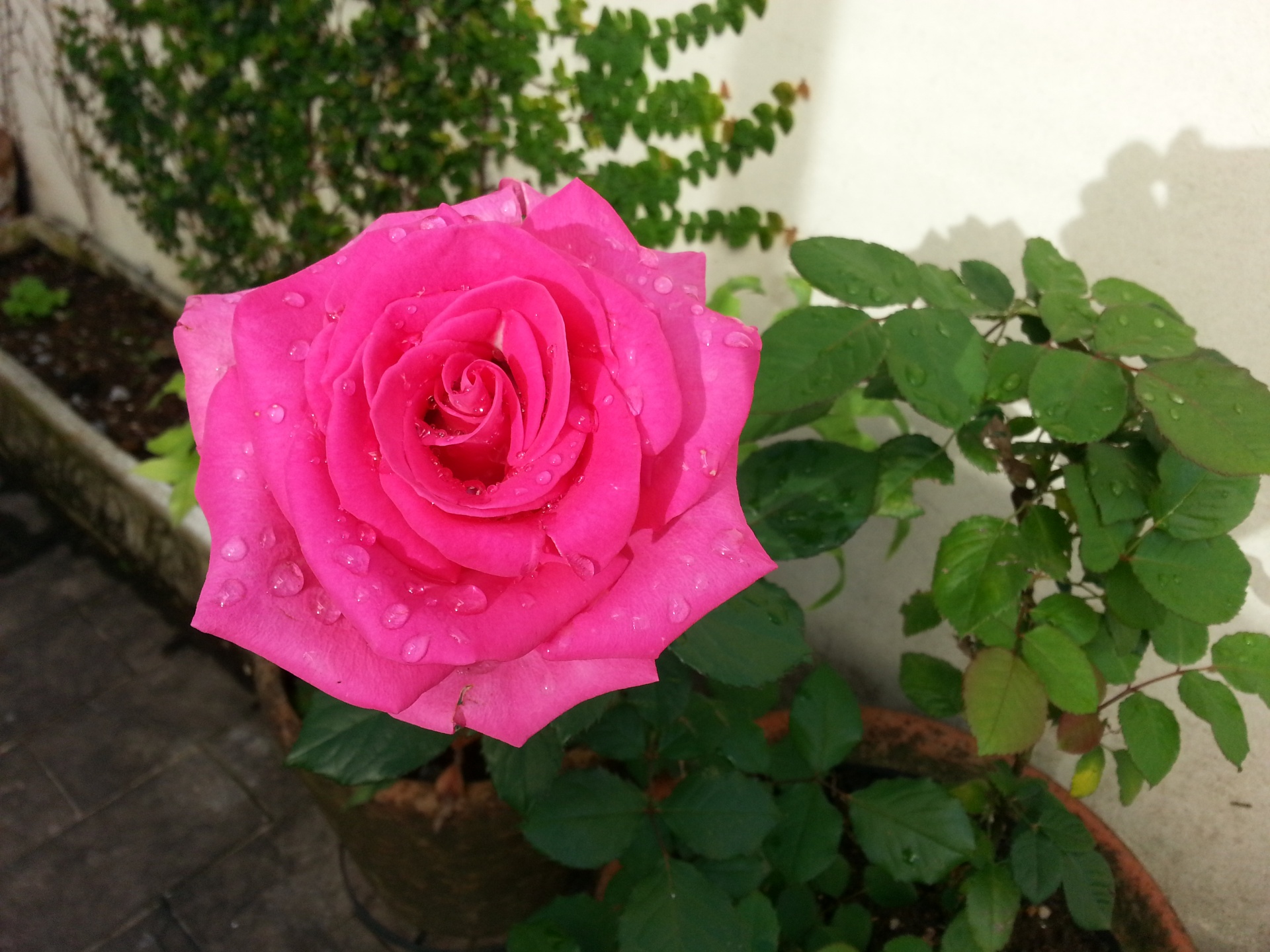 pink flower rose free photo