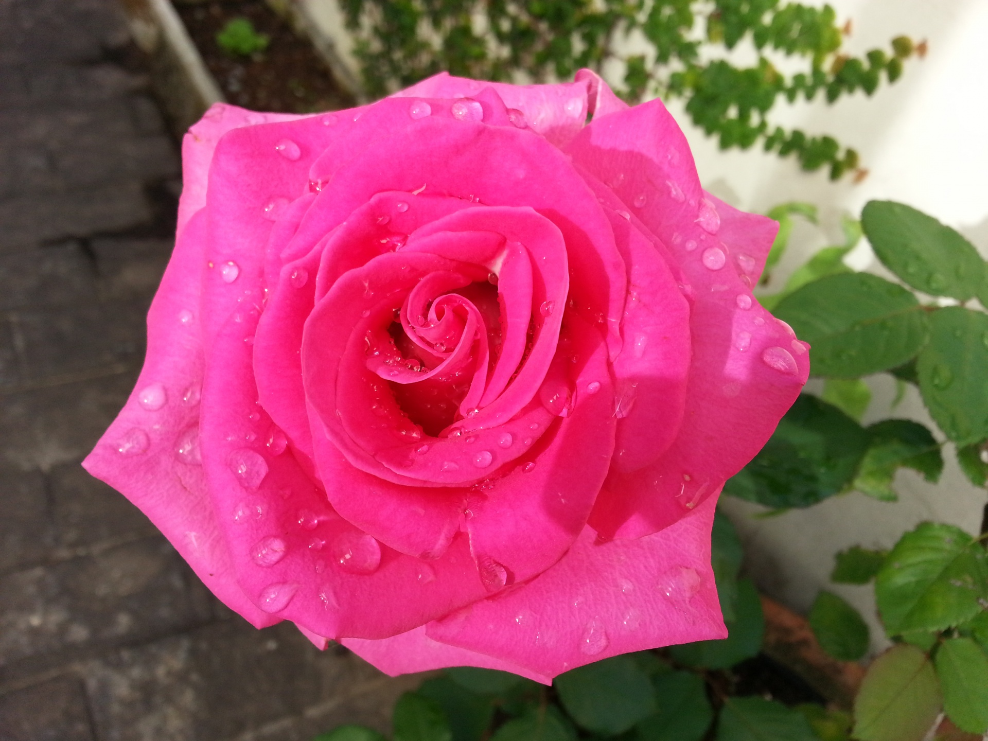 pink flower rose free photo