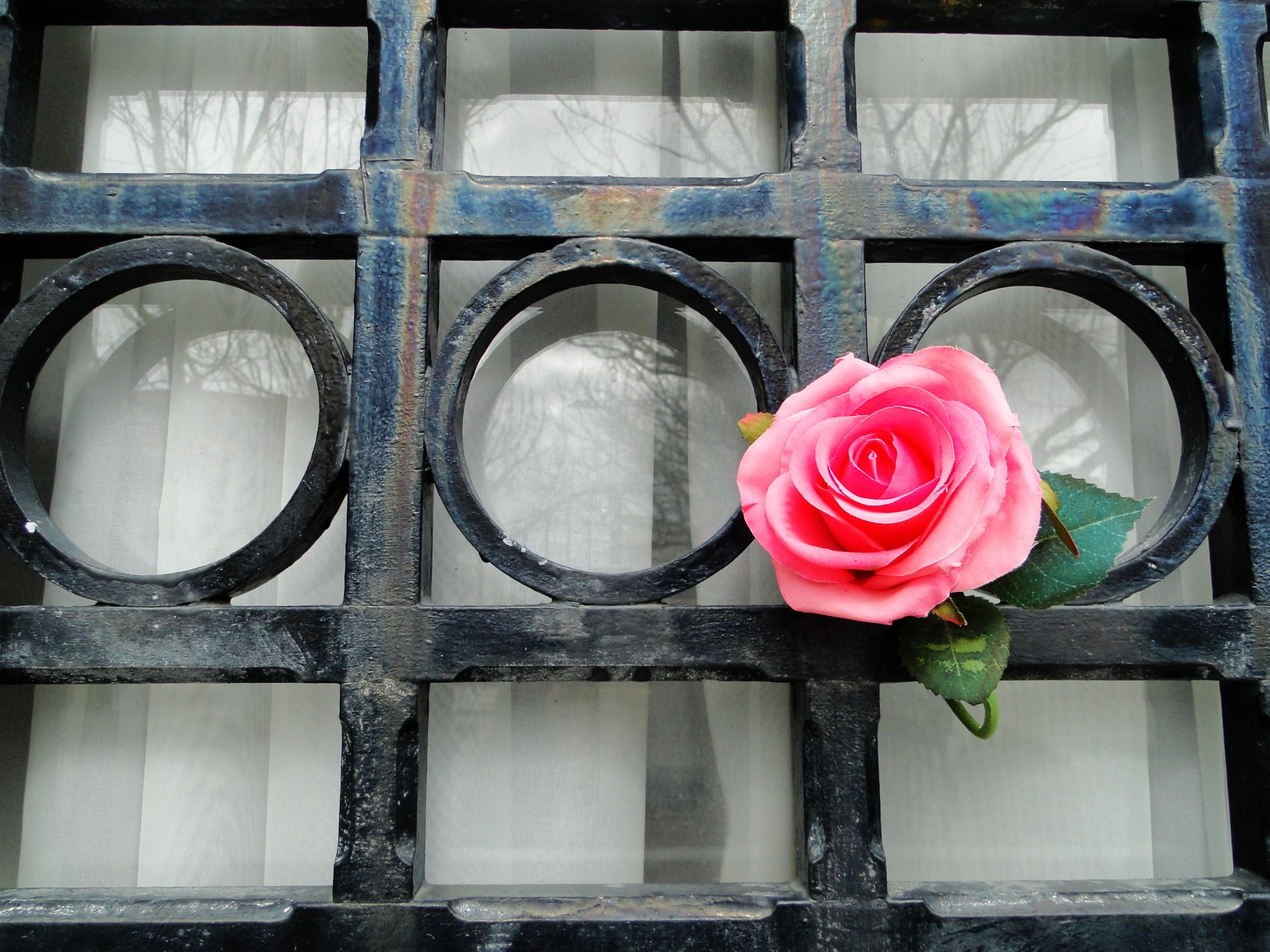 pink flower window free photo