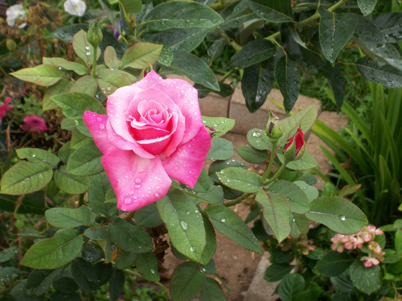 pink rose water free photo