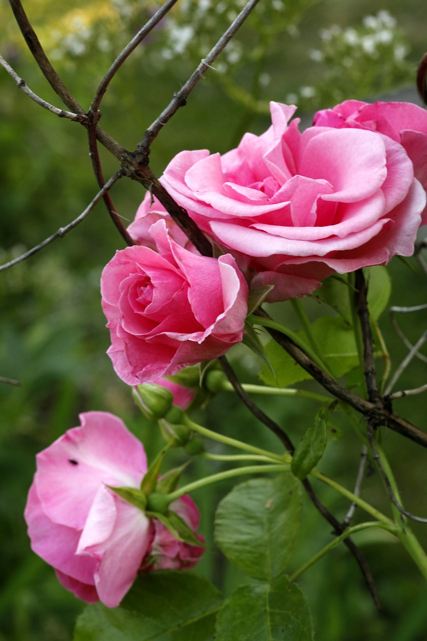 pink rose flower rosa dawn free photo