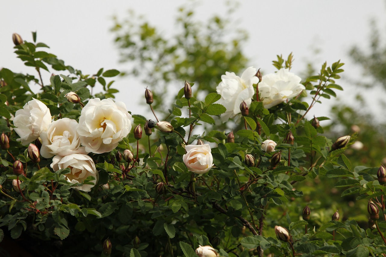 rosa pimpinellifolia plena midsummer roses flower free photo