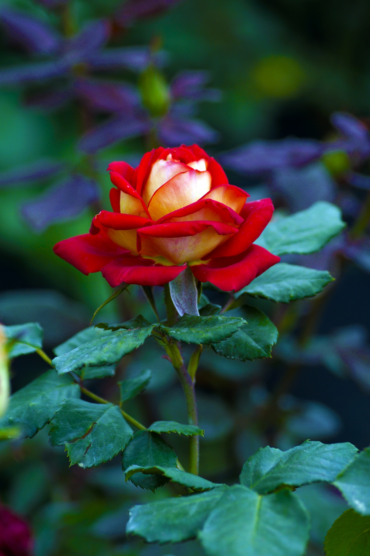 plant red rose free pictures free photo