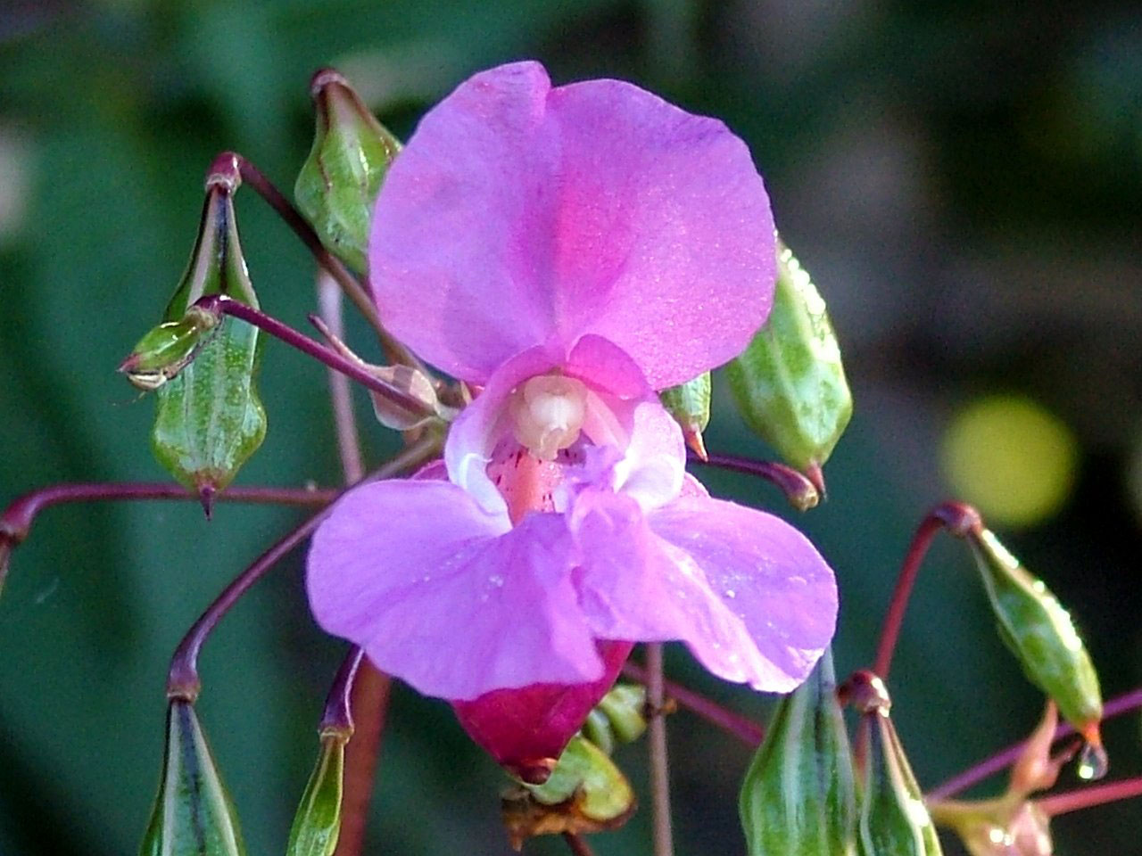 flower pink macro free photo