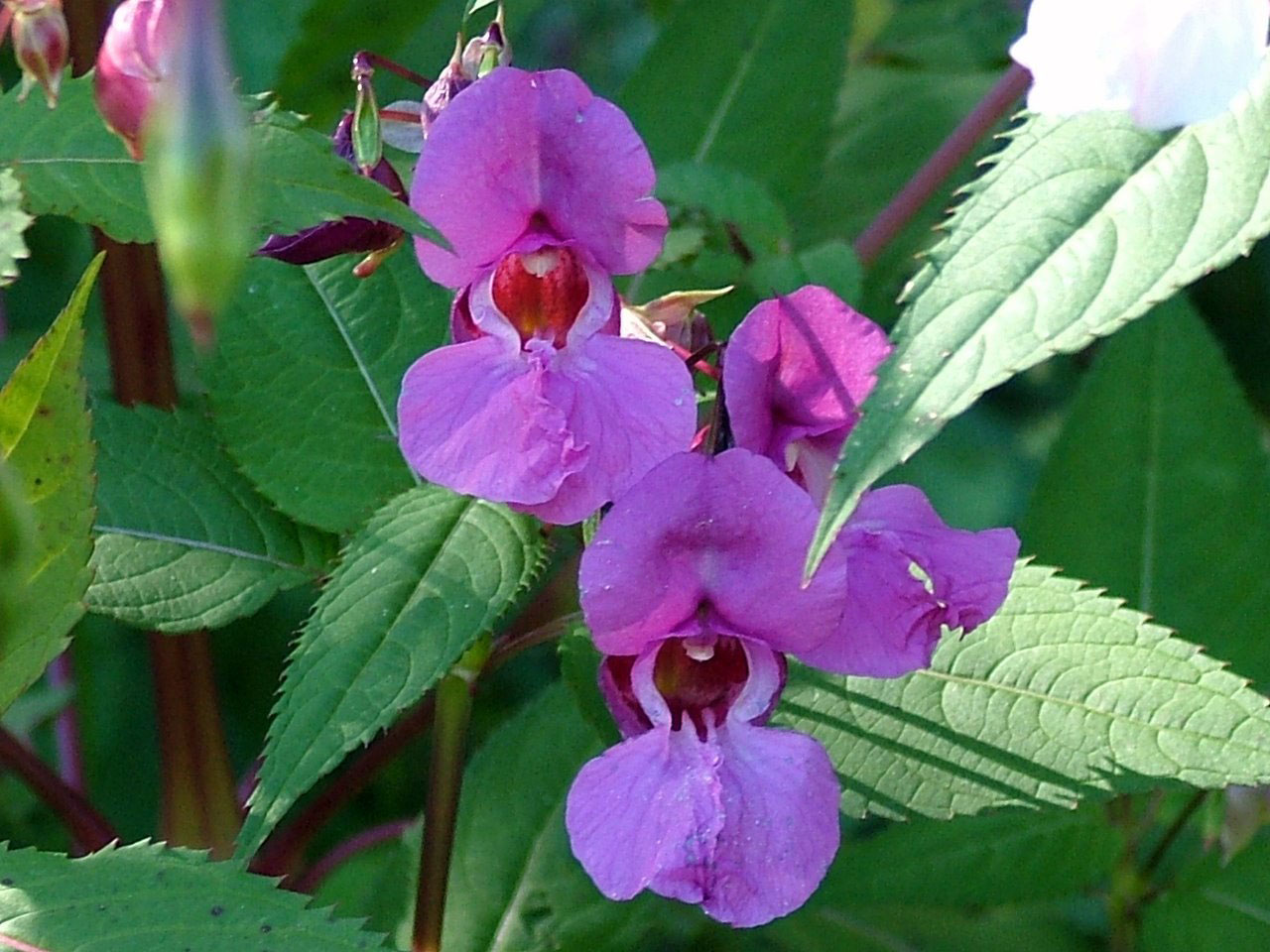 pink flowers macro free photo