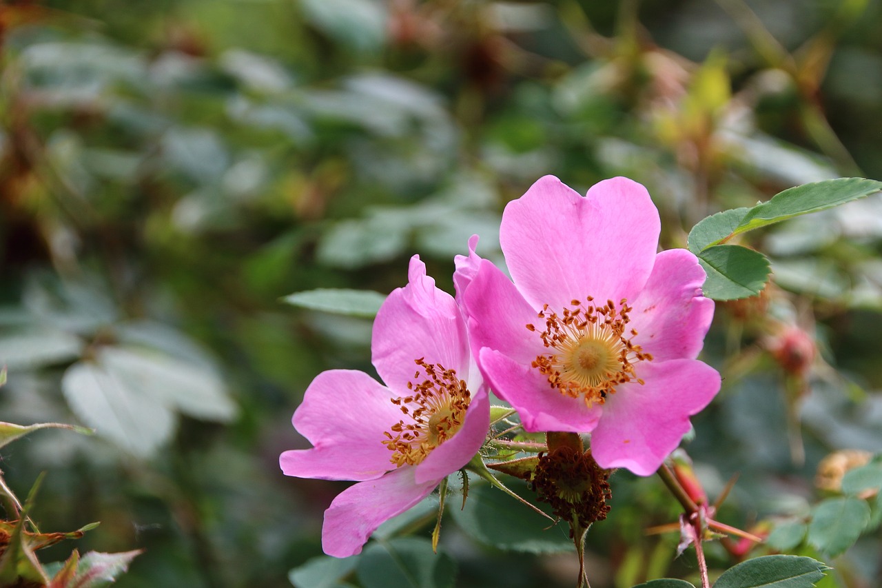 rosary pink rose flower free photo