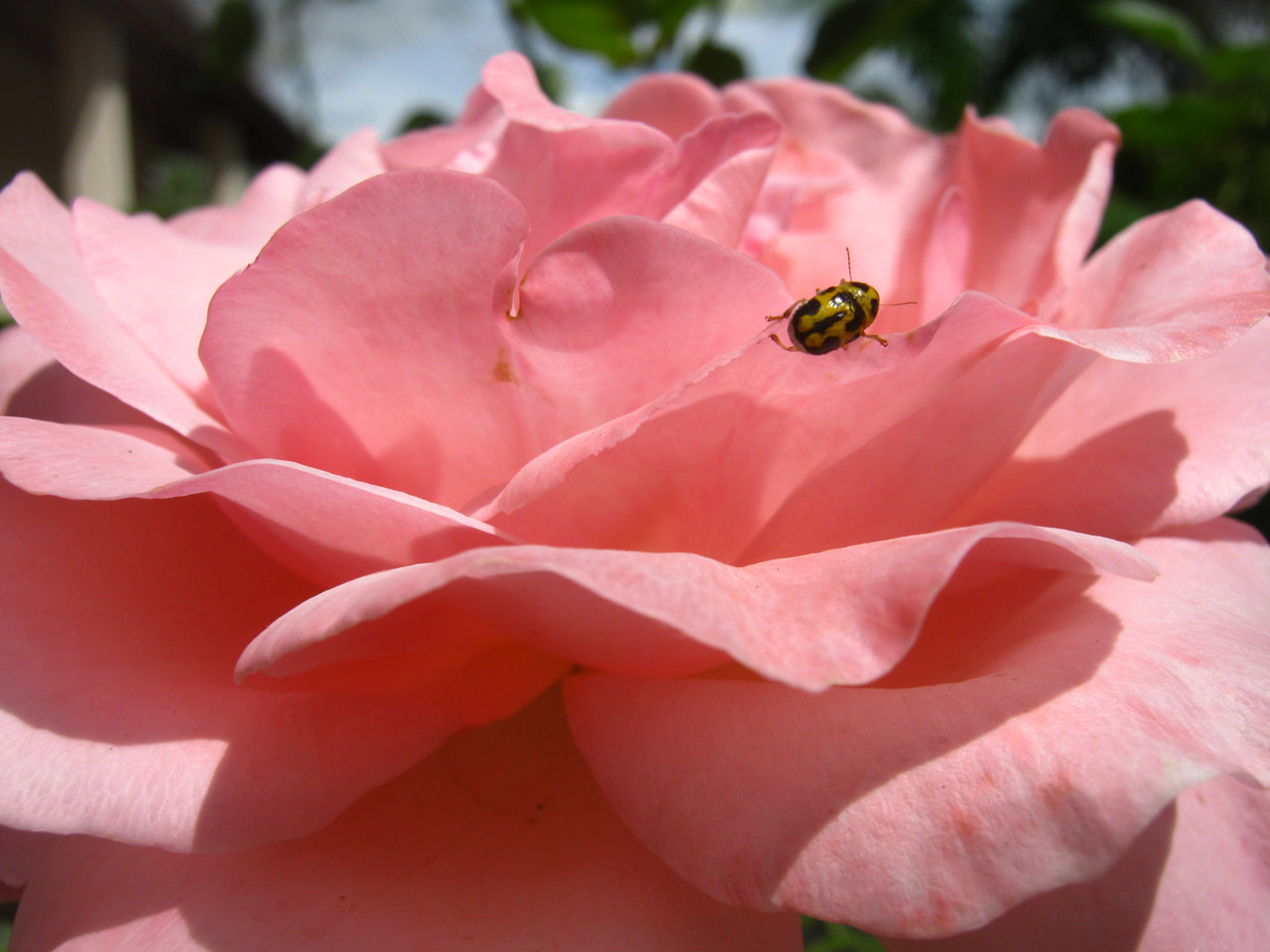 beautiful roses roses free photo